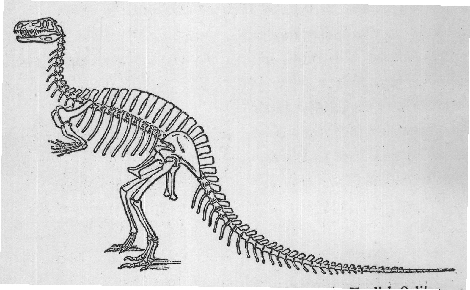 FIG. 43. Skeleton of Megalosaurus, restored from the English Oolites.