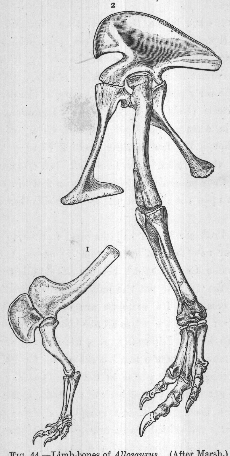 FIG. 44. Limb-bones of Allosaurus. (After Marsh.)