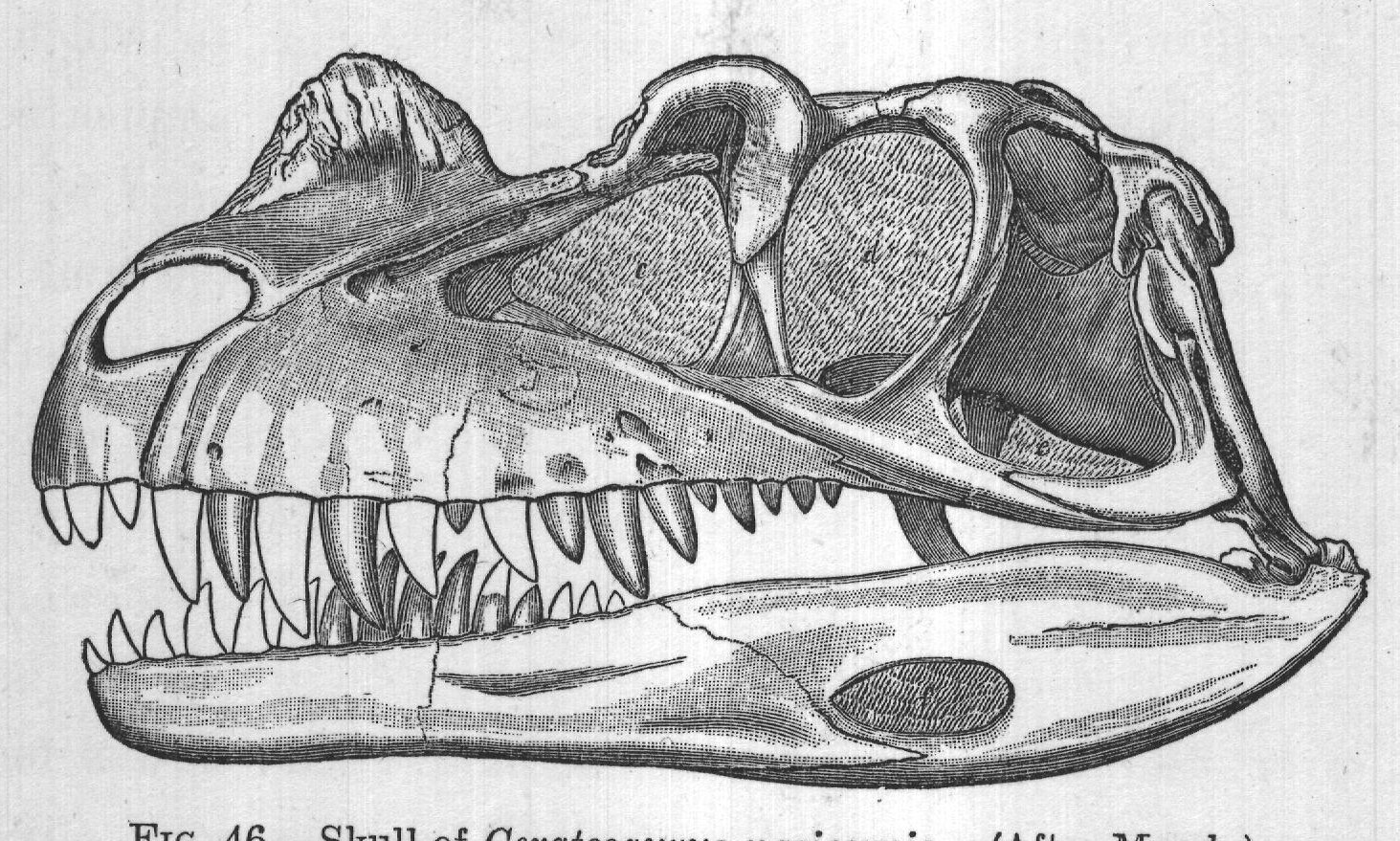 FIG. 46. Skull of Ceratosaurus nasicornis. (After Marsh.)