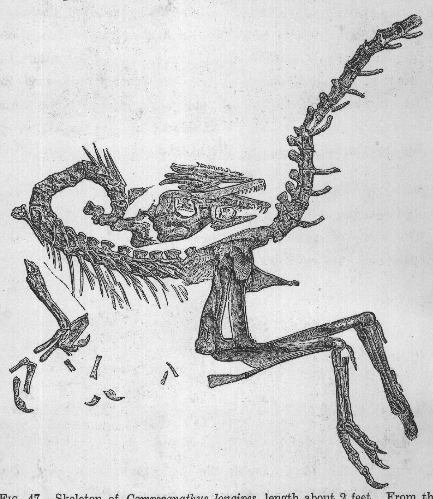 FIG. 47. Skeleton of Compsognathus longipes, length about 2 feet. From the