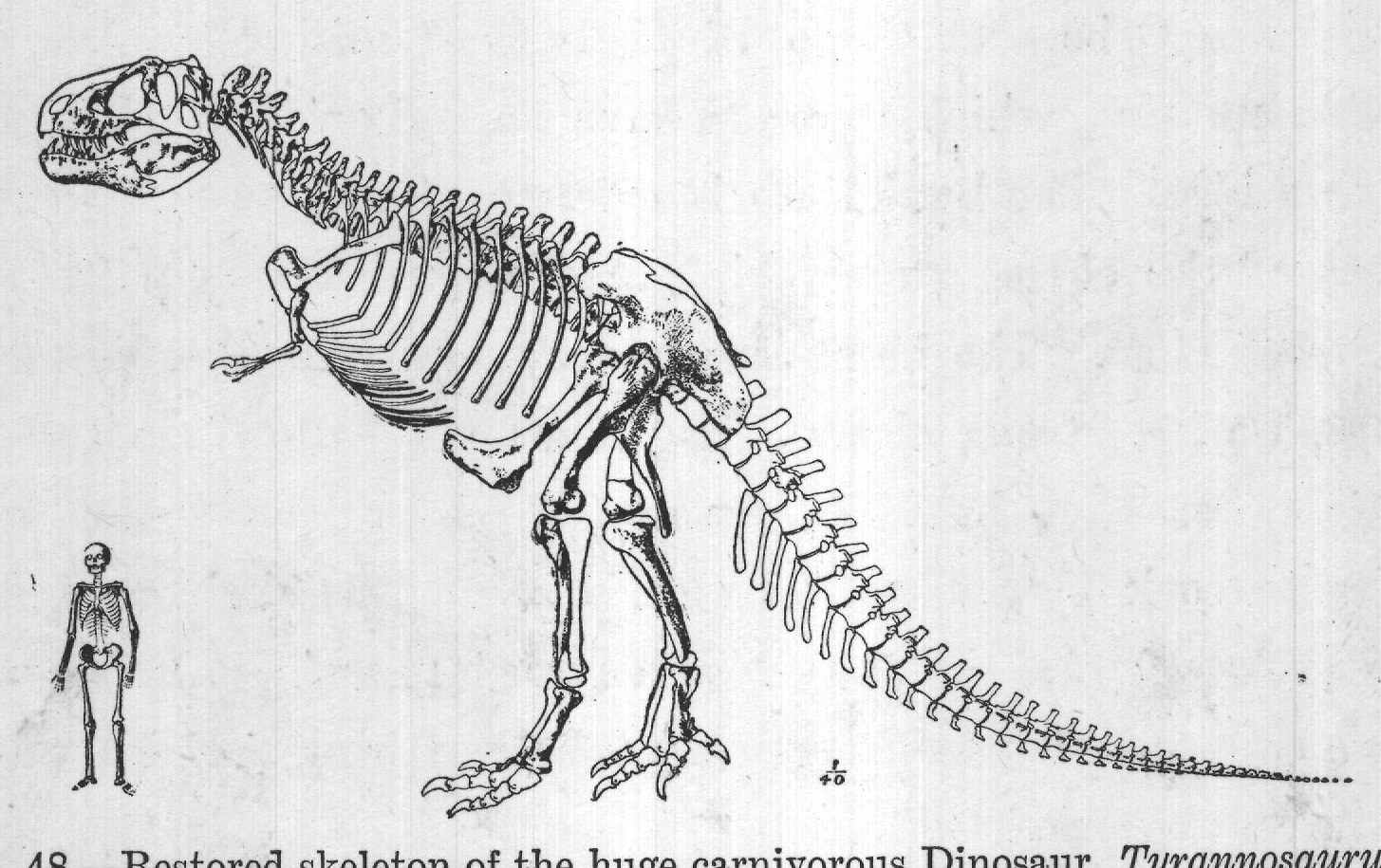FIG. 48.--Restored skeleton of the huge carnivorous Dinosaur, Tyrannosaurus