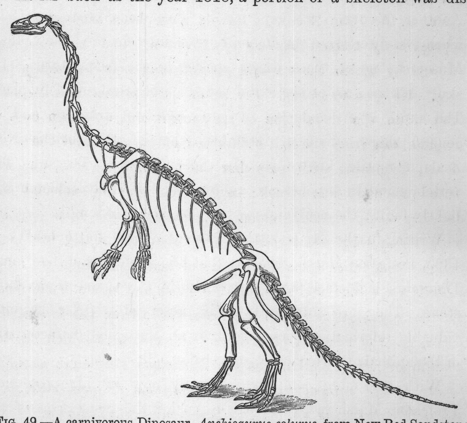 FIG. 49. A carnivorous Dinosaur, Anchisaurus colurus, from New Red Sandstone