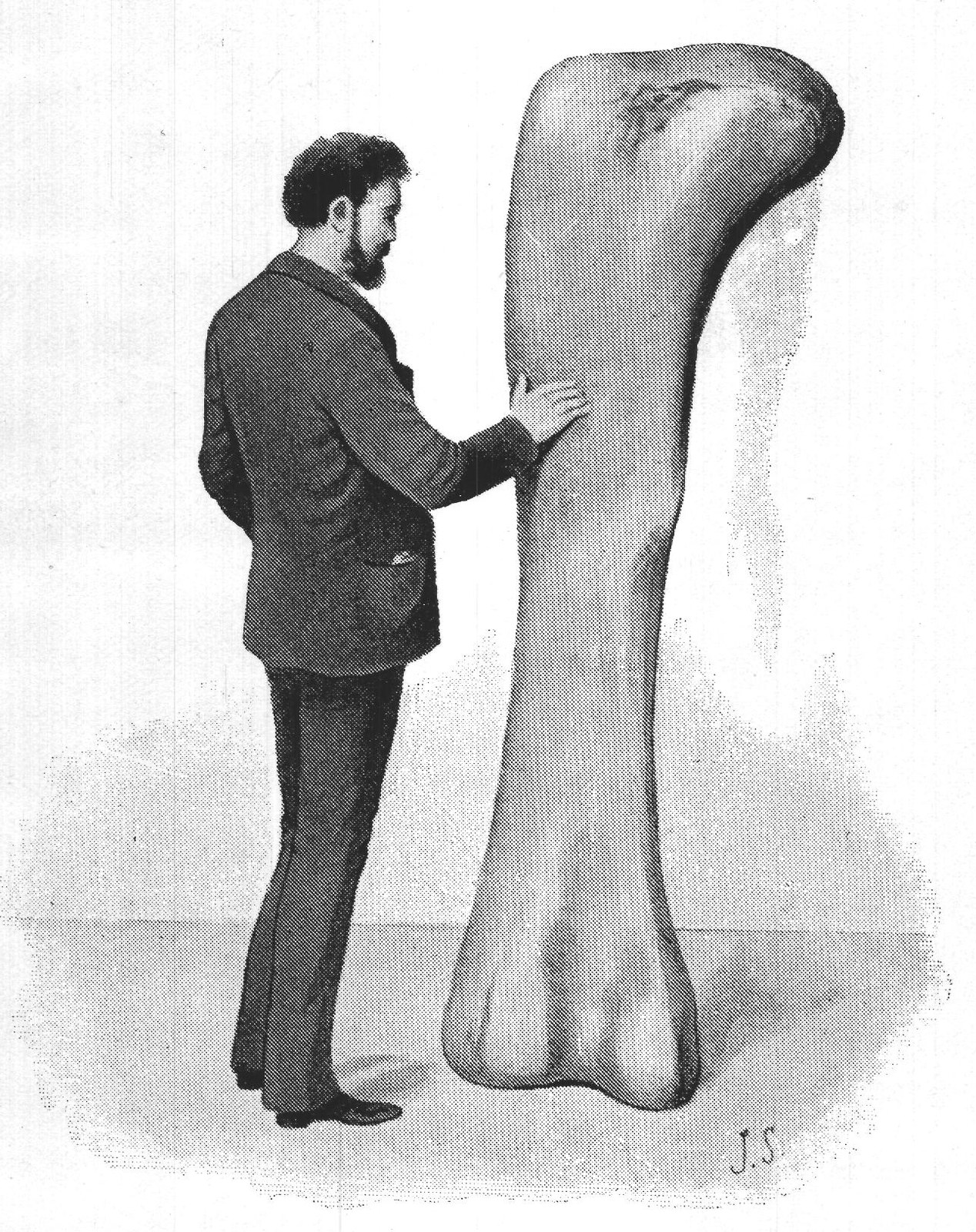THIGH-BONE OF A HUGE DINOSAUR, ATLANTOSAURUS.