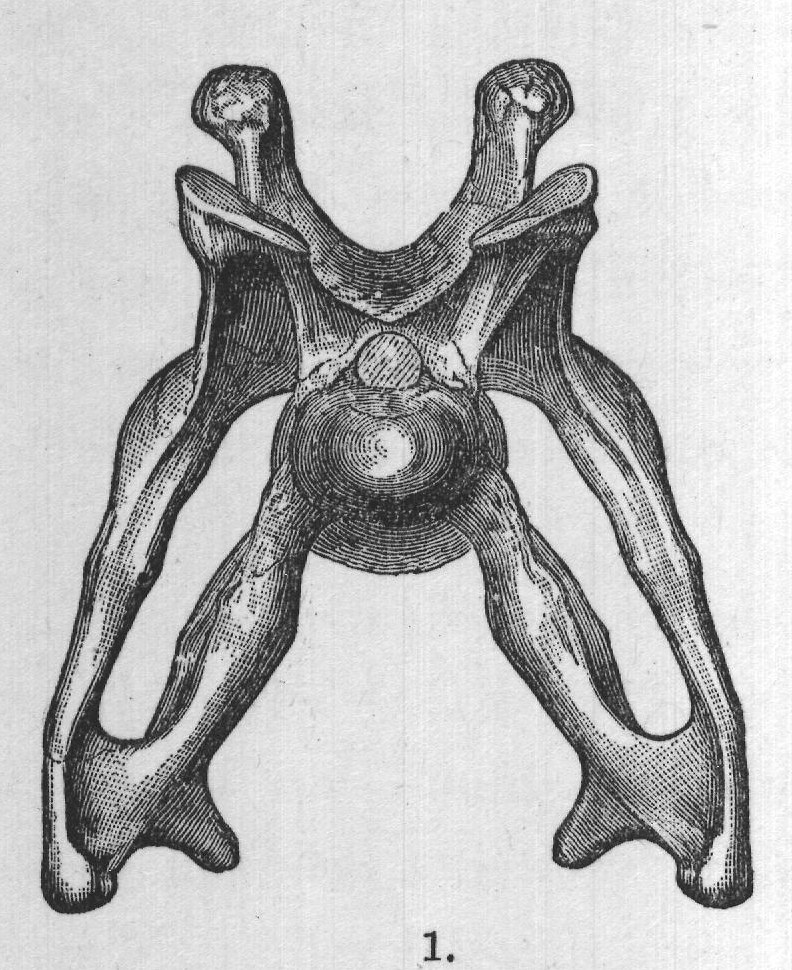 FIG. 51. Neck vertebræ of Brontosaurus.