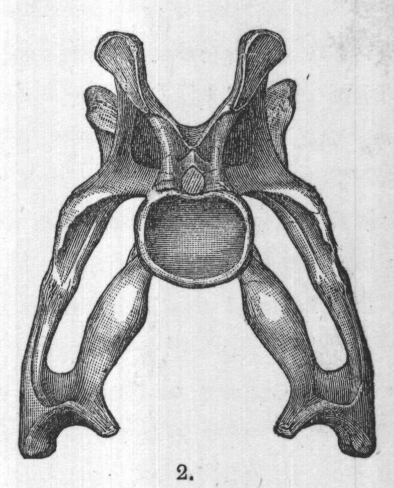 FIG. 51. Neck vertebræ of Brontosaurus.