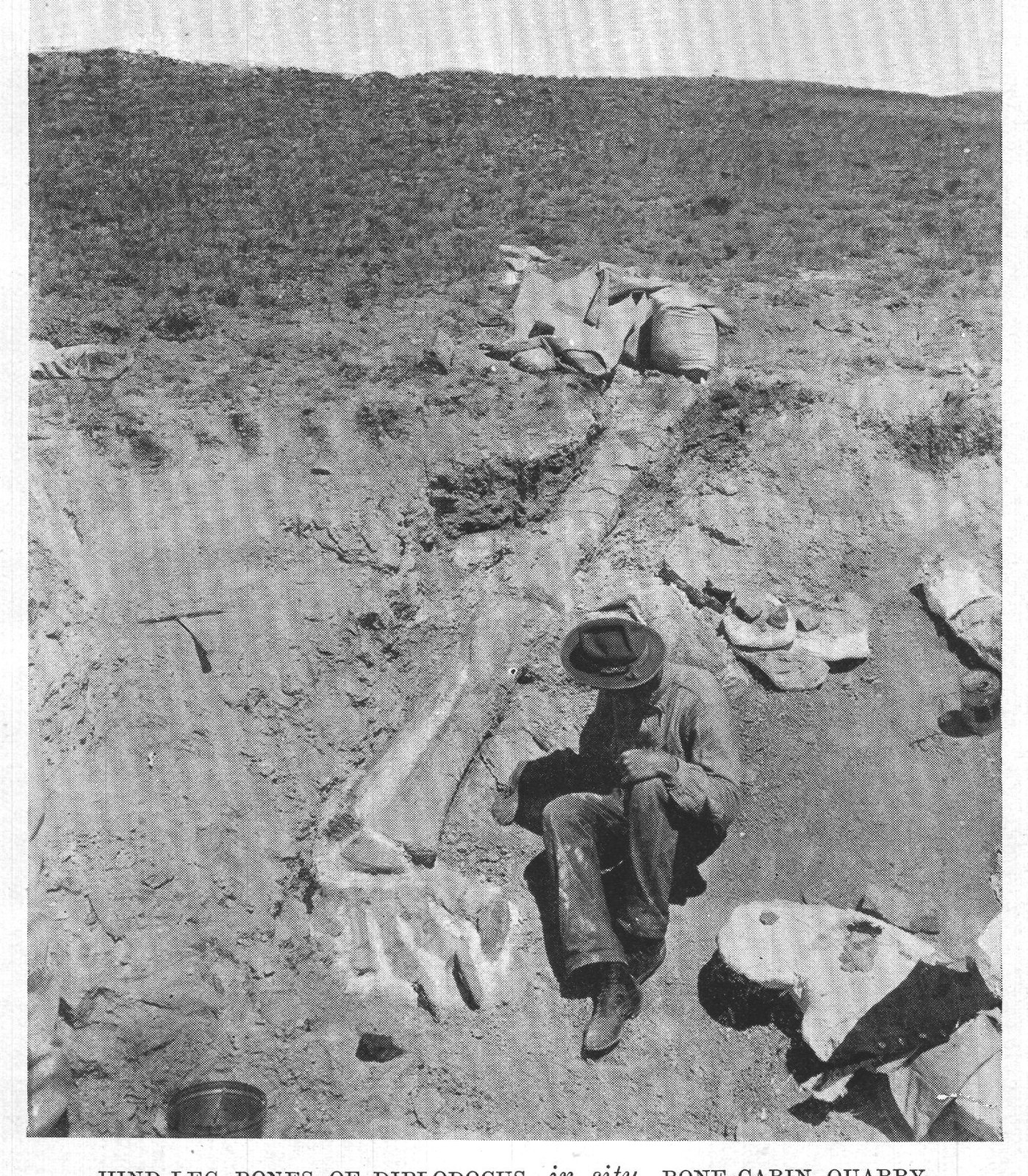 HIND-LEG BONES OF DIPLODOCUS, in situ, BONE-CABIN QUARRY,