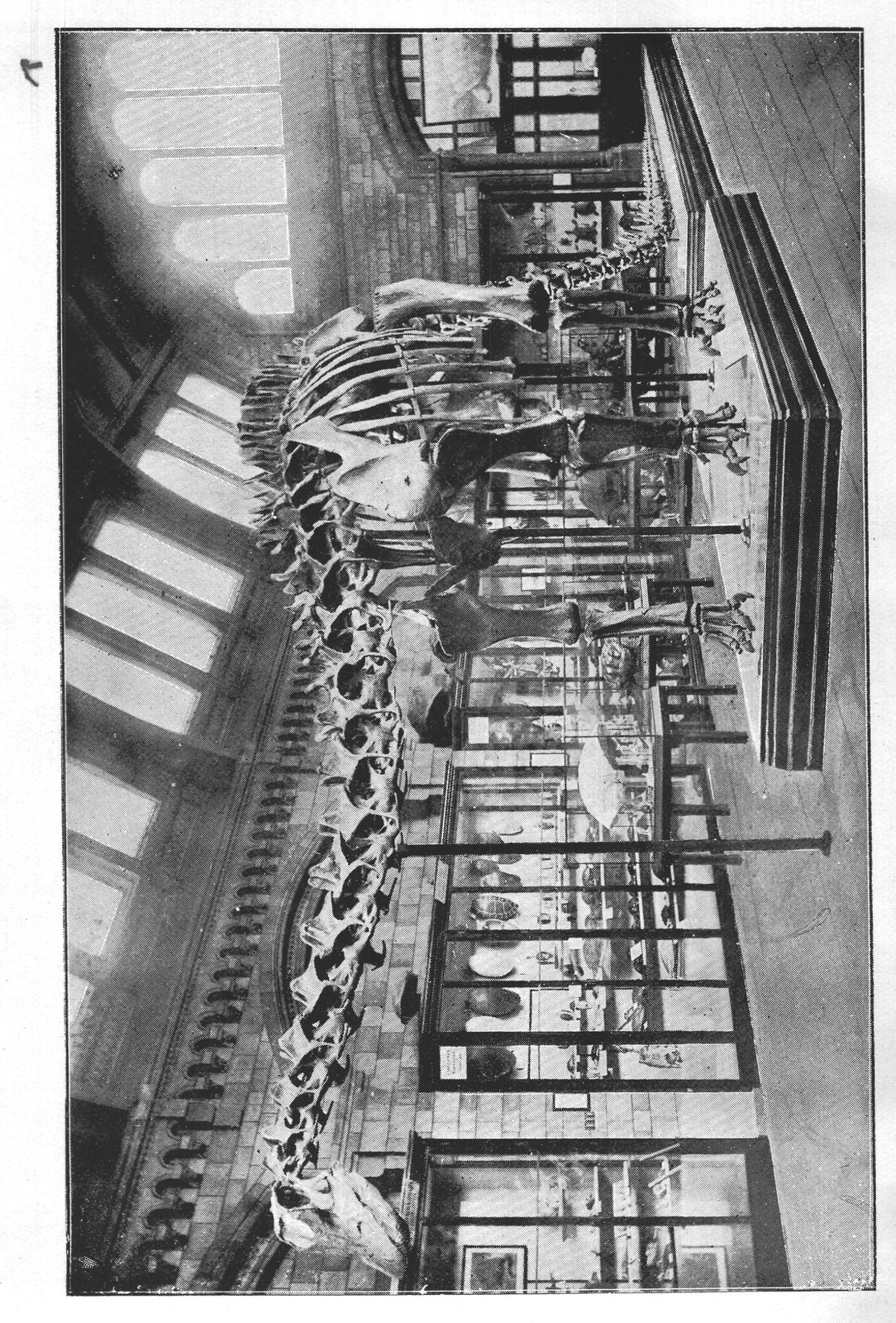 The Dragons of Old Time-Dinosaurs: Carnegie — from Extinct Monsters and Creatures of Other Days (1900)