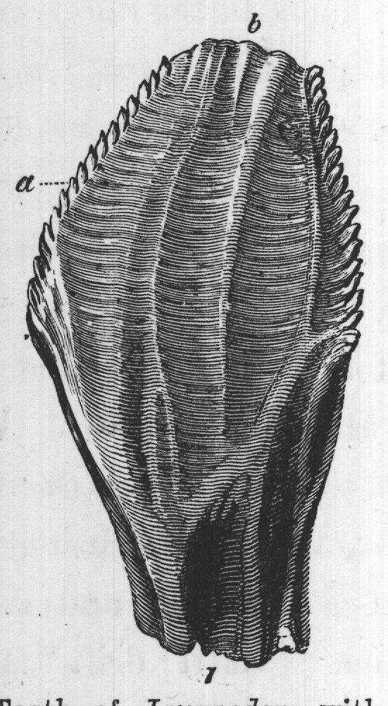FIG. 53. Tooth of Iguanodon, with the apex slightly worn. (From the