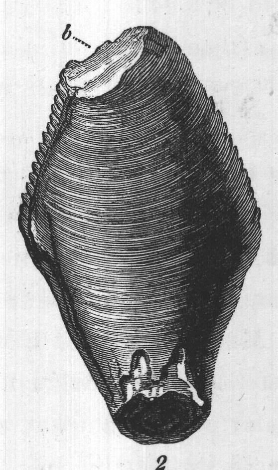 FIG. 53. Tooth of Iguanodon, with the apex slightly worn. (From the