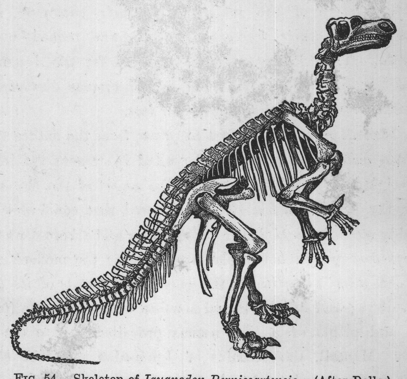 FIG. 54. Skeleton of Iguanodon Bernissartensis. (After Dollo.)