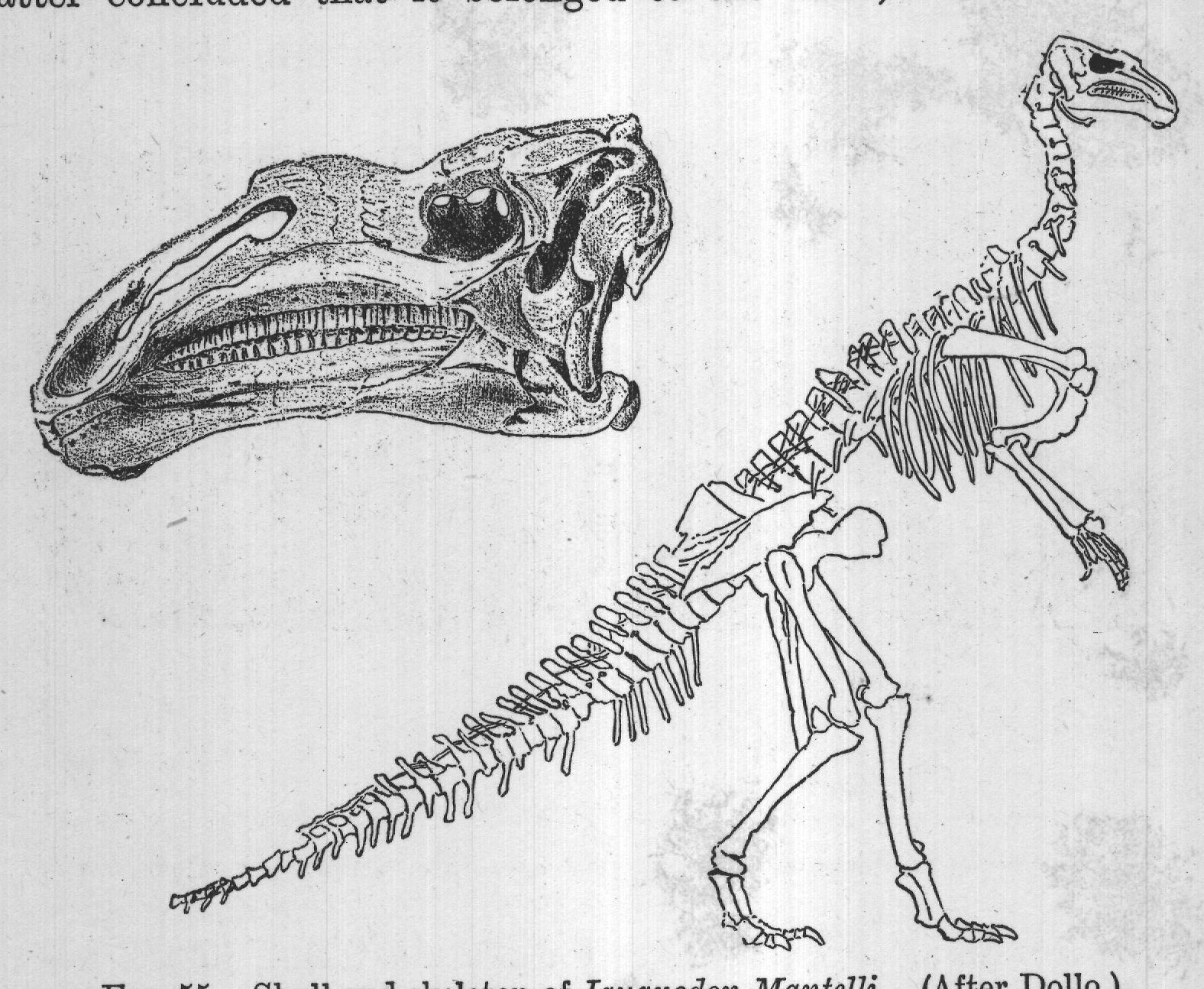 FIG. 55. Skull and skeleton of Iguanodon Mantelli. (After Dollo.)