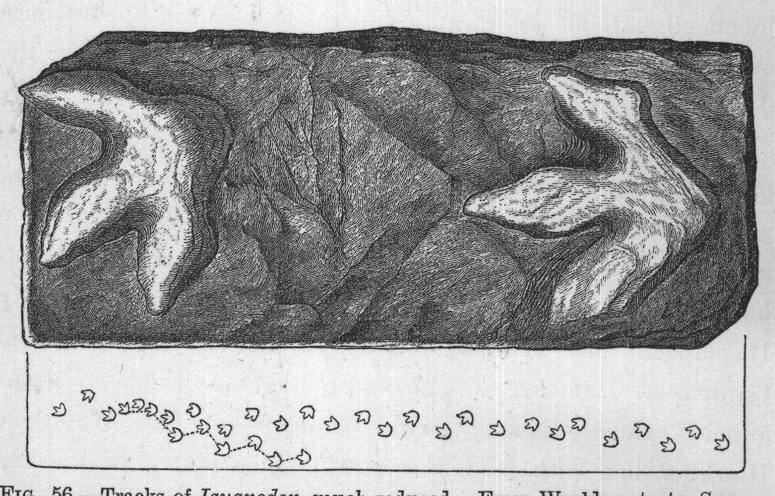 FIG. 56. Tracks of Iguanodon, much reduced. From Wealden strata, Sussex.