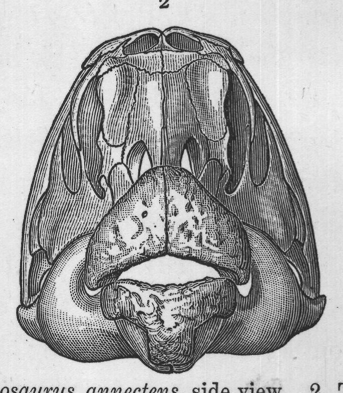 FIG. 57.-1. Skull of Claosaurus annectens, side view. 2. The same, front view.