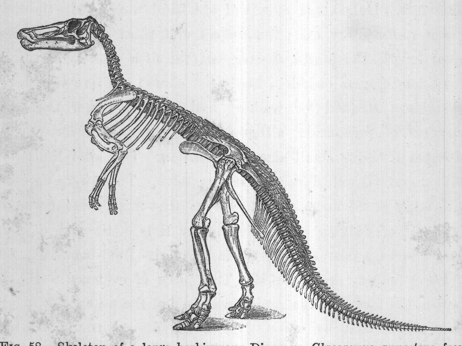 FIG. 58. Skeleton of a large herbivorous Dinosaur, Claosaurus annectens, from