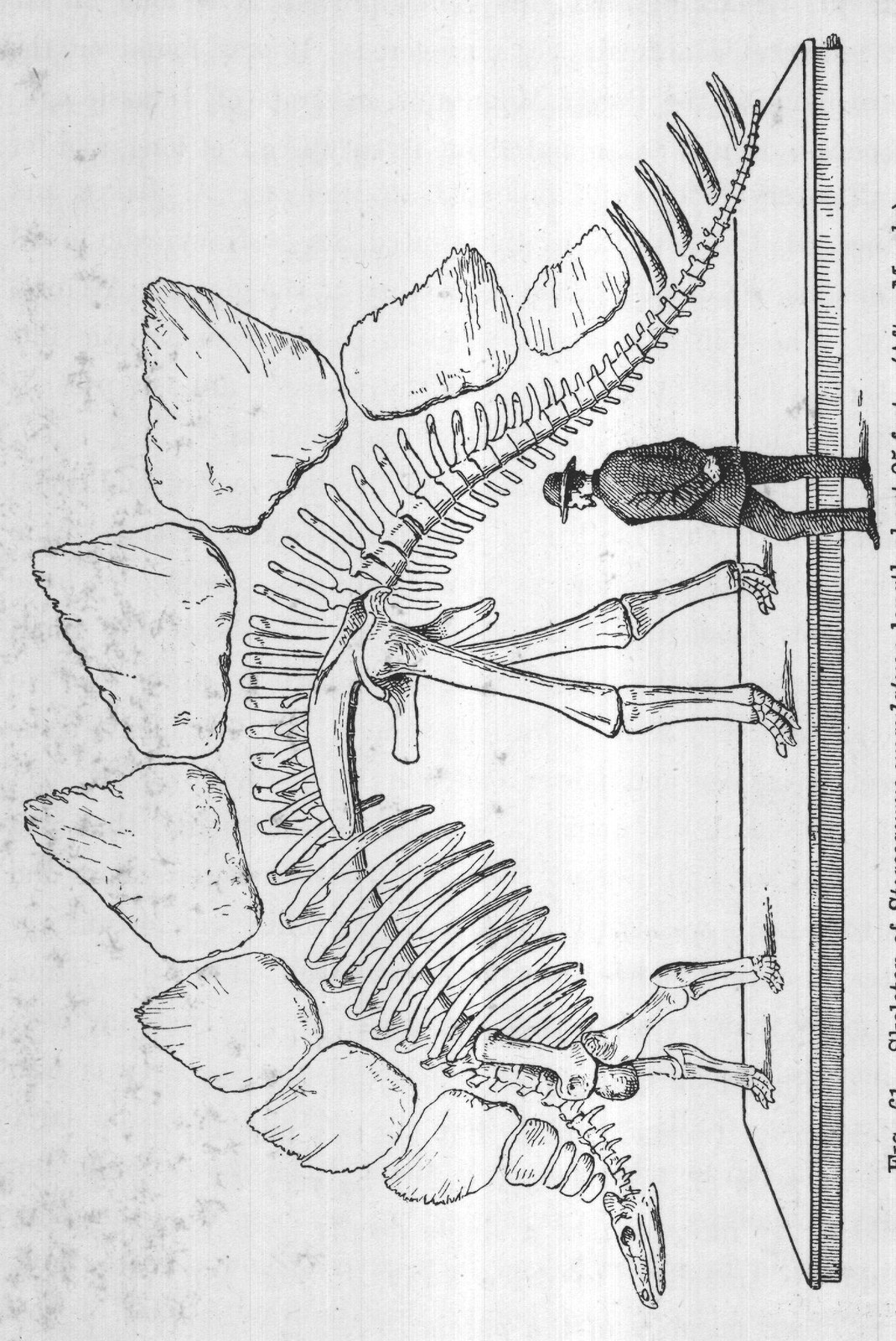 armour of plates and spines with which the Stegosaur was