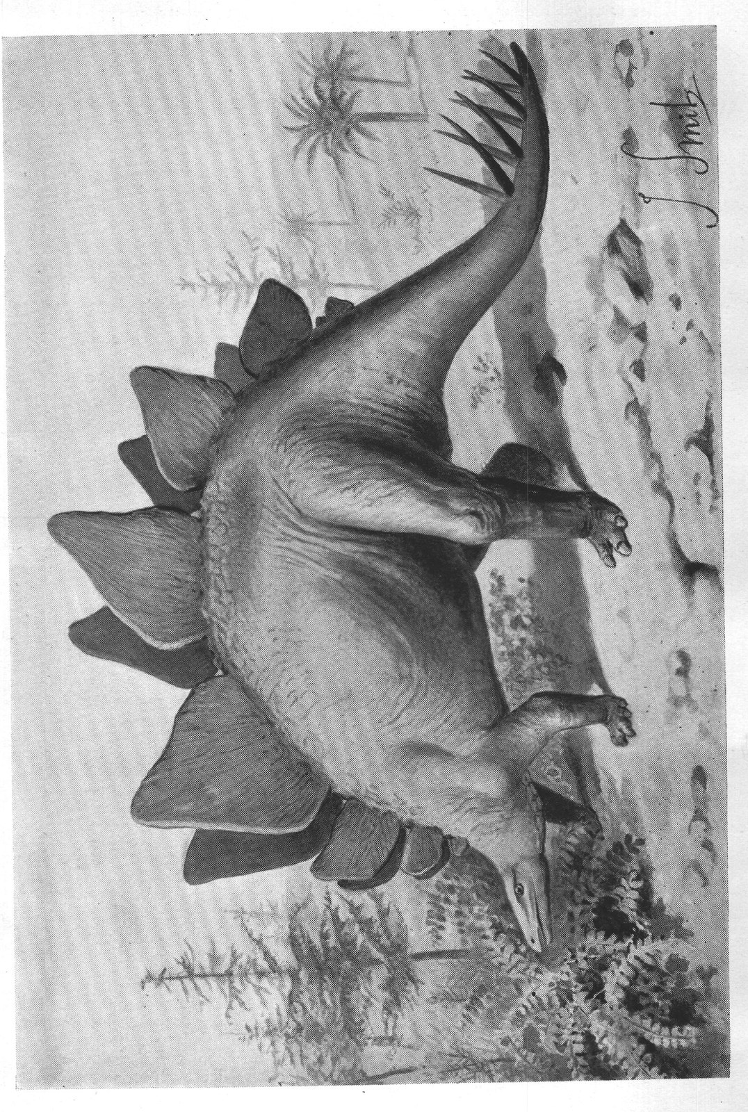 Armoured Dinosaurs and the Iguanodon: Stegosaurus — from Extinct Monsters and Creatures of Other Days (1900)