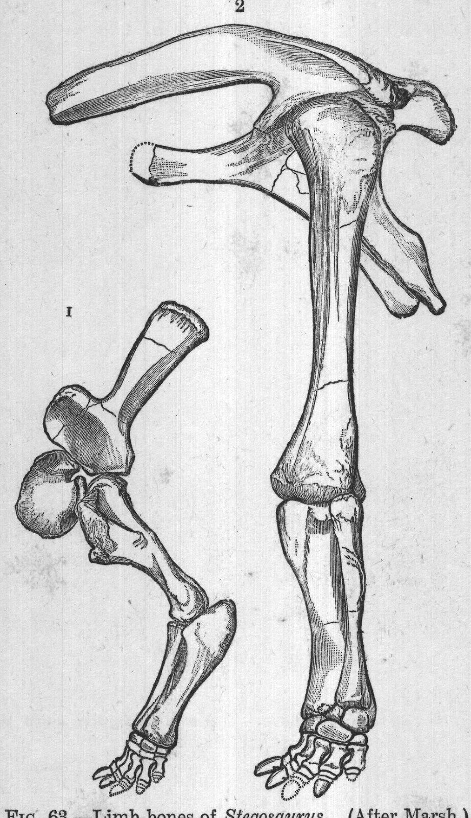 FIG. 63. Limb-bones of Stegosaurus. (After Marsh.)