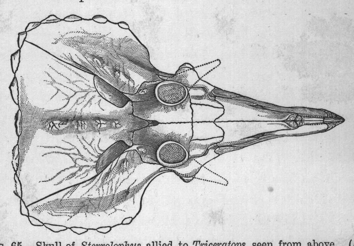 FIG. 65. Skull of Sterrolophus allied to Triceratops, seen from above. (After