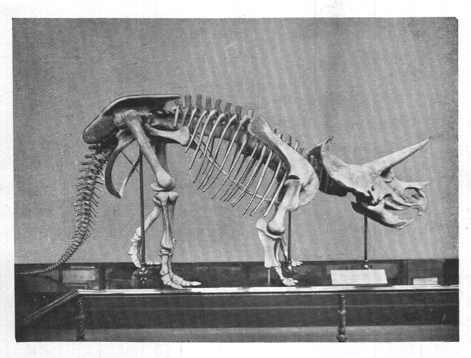 2. RESTORED SKELETON OF TRICERATOPS.