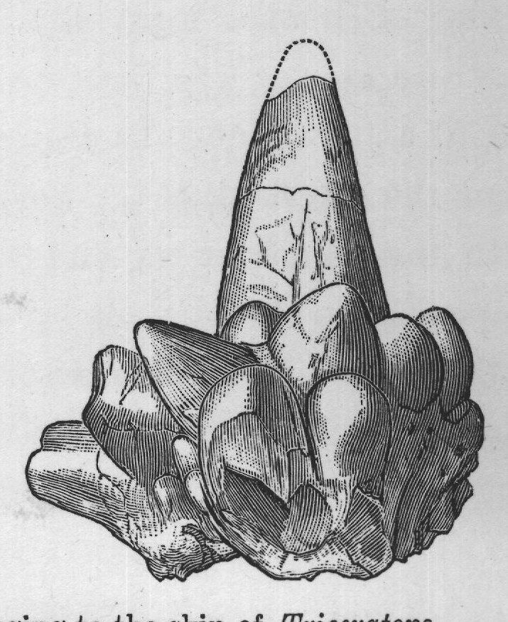 FIG. 66. Bony spines possibly belonging to the skin of Triceratops.
