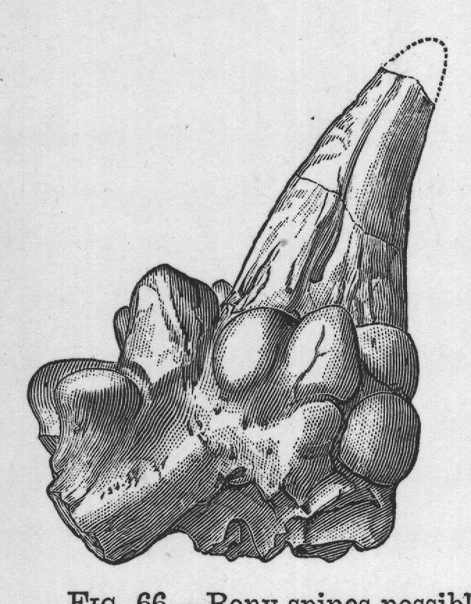 FIG. 66. Bony spines possibly belonging to the skin of Triceratops.