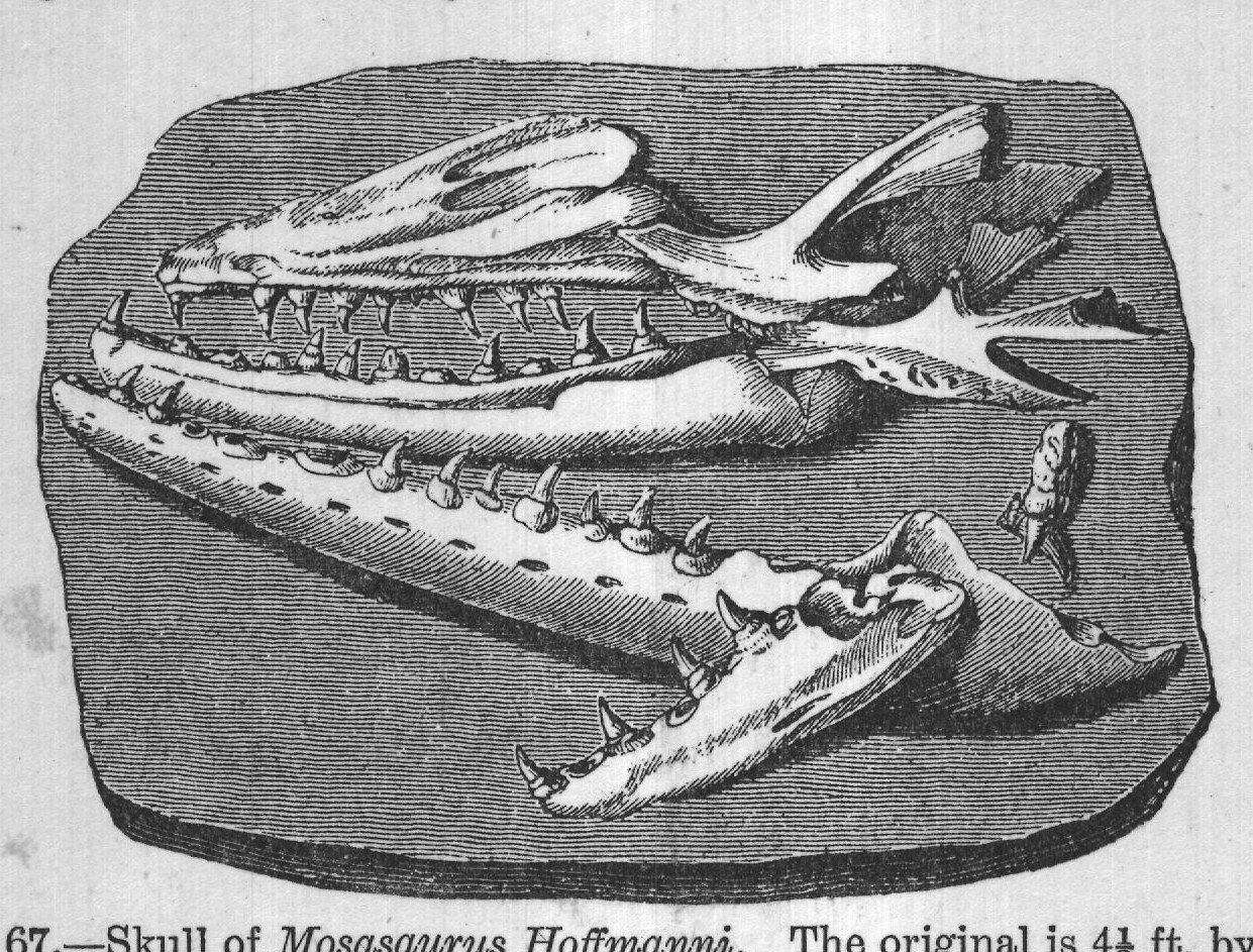 FIG. 67. Skull of Mosasaurus Hoffmanni. The original is 4½ ft. by 2 ft.