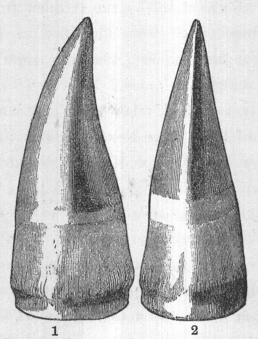 FIG. 69. Lower tooth of Leiodon. 1. Side view. 2. Profile.
