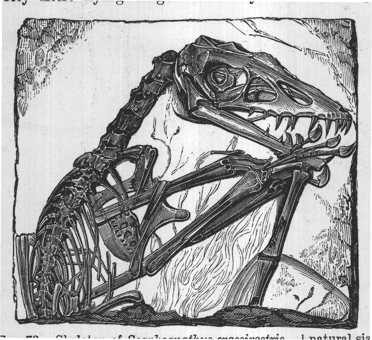 FIG. 73. Skeleton of Scaphognathus crassirostris. natural size.
