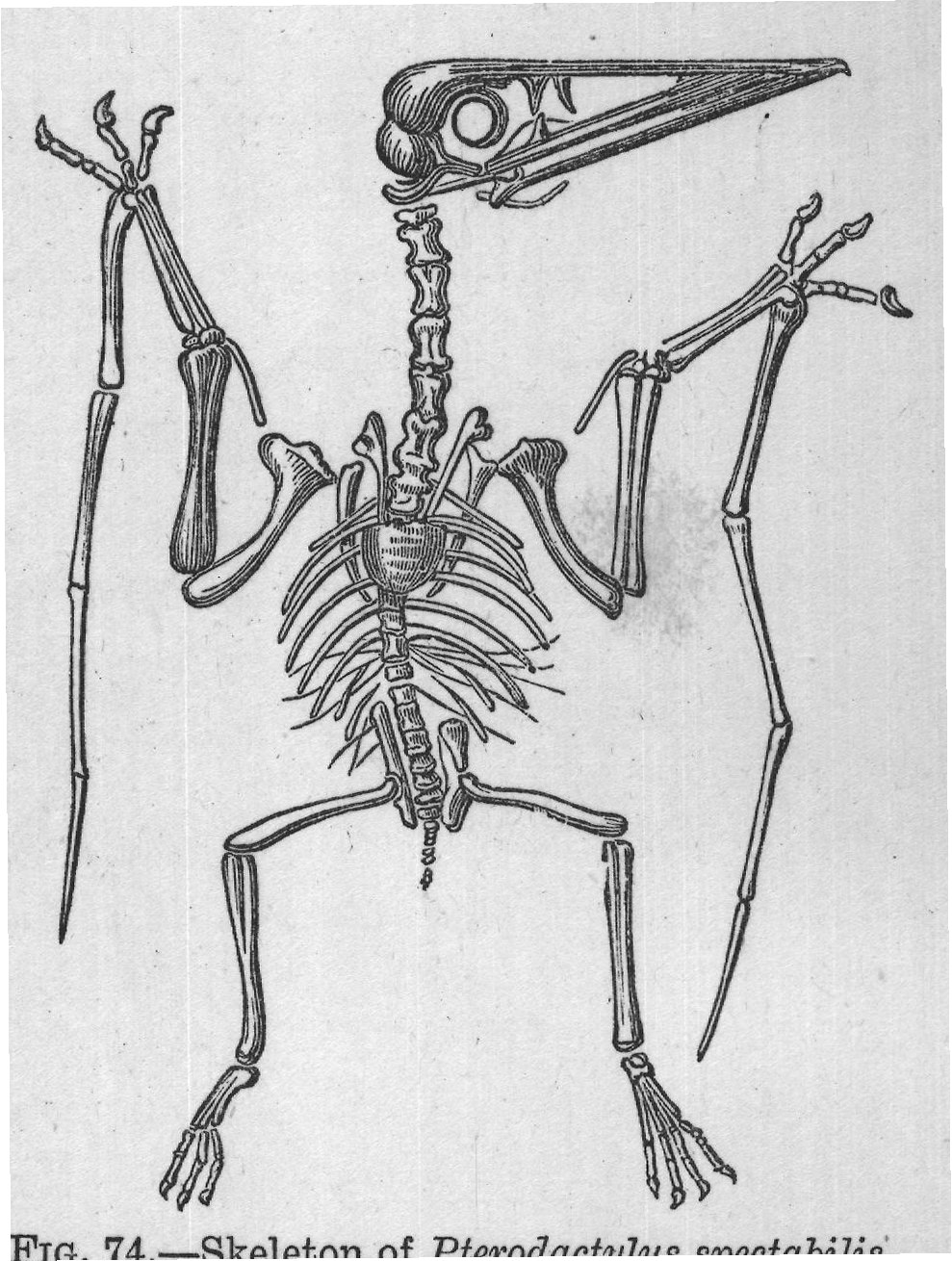 FIG. 74. Skeleton of Pterodactylus spectabilis.