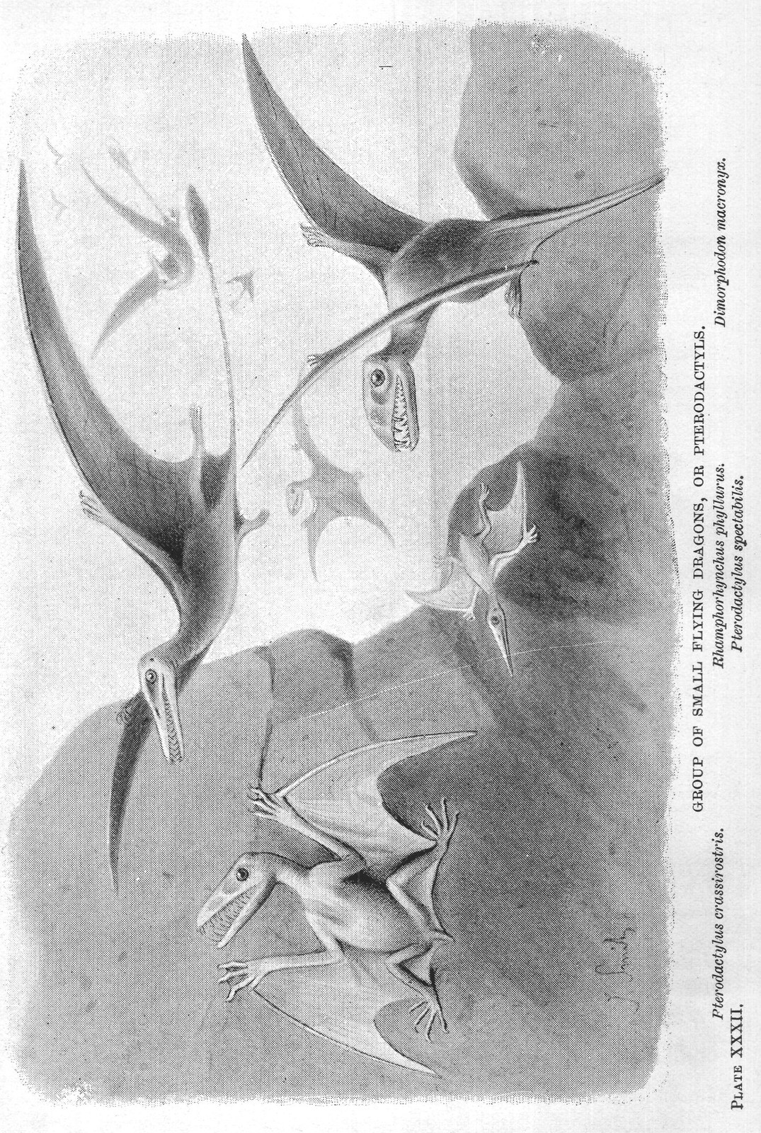 GROUP OF SMALL FLYING DRAGONS, OR PTERODACTYLS.
