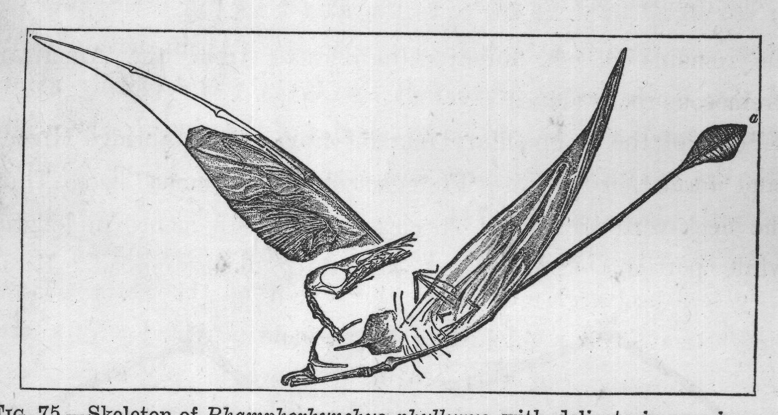 FIG. 75. Skeleton of Rhamphorhynchus phyllurus, with delicate impressions of