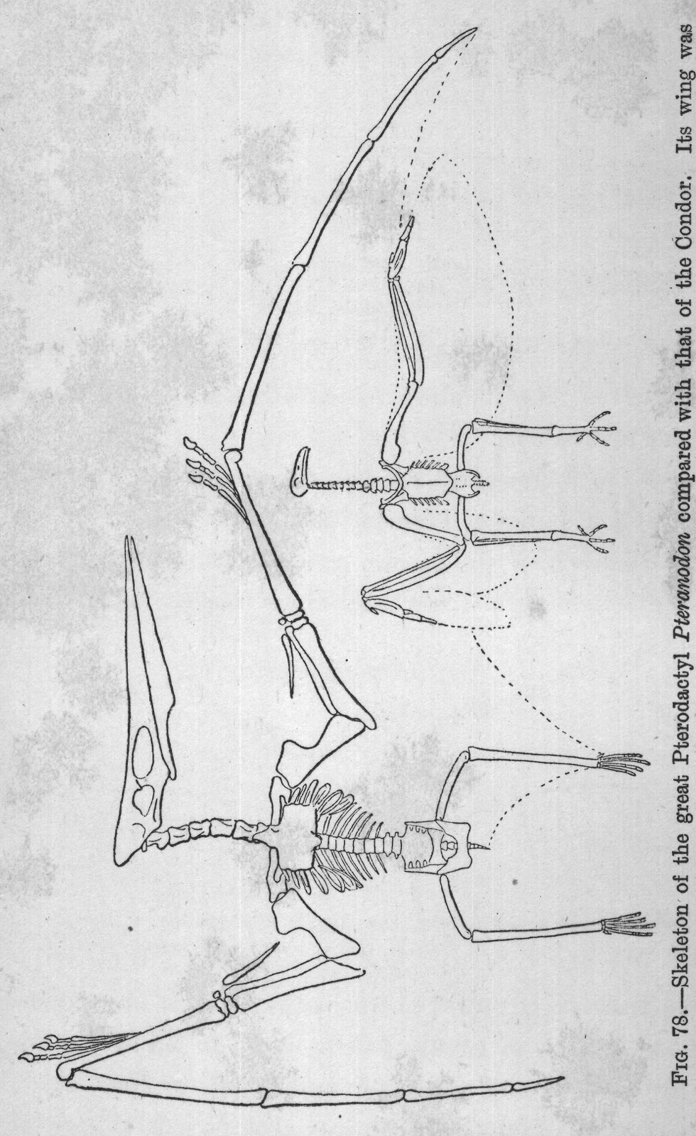Flying Dragons: Pteranodon — from Extinct Monsters and Creatures of Other Days (1900)