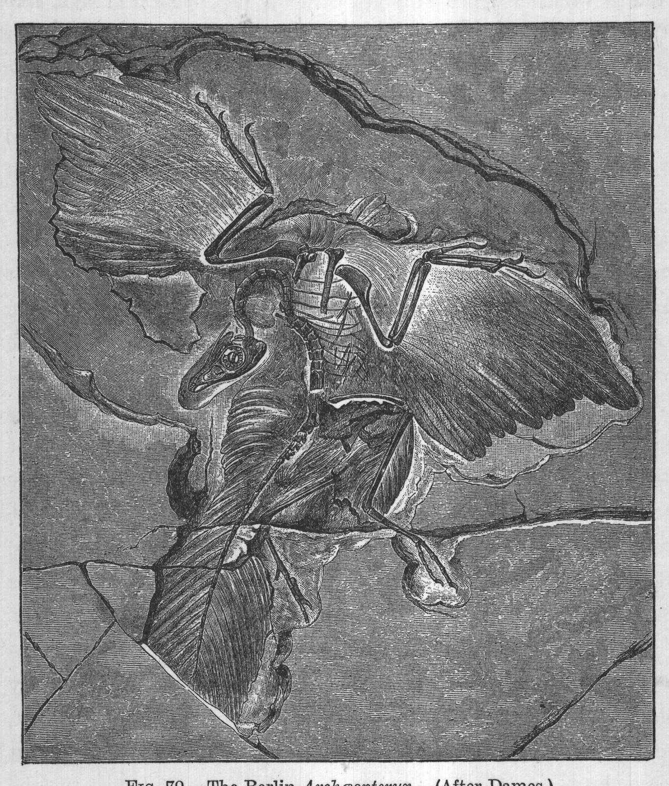 FIG. 79.-The Berlin Archæopteryx. (After Dames.)