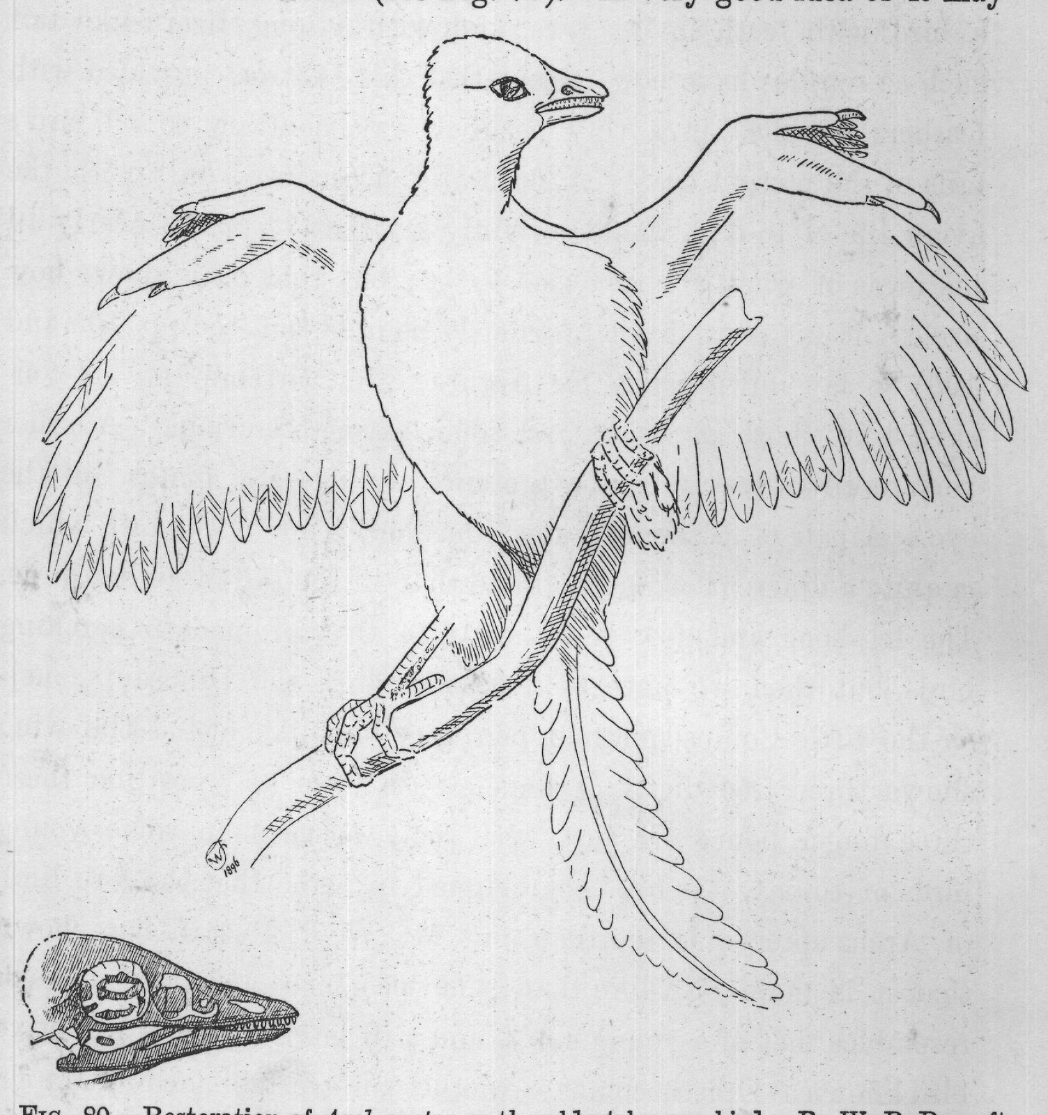 FIG. 80.-Restoration of Archæopteryx, the oldest known bird. By W. P. Pycraft.