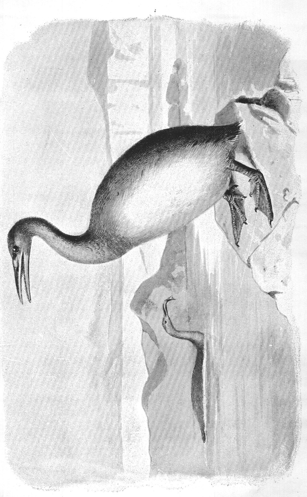 A GIGANTIC DIVER, HESPERORNIS REGALIS. FROM NORTH AMERICA. CRETACEOUS PERIOD.