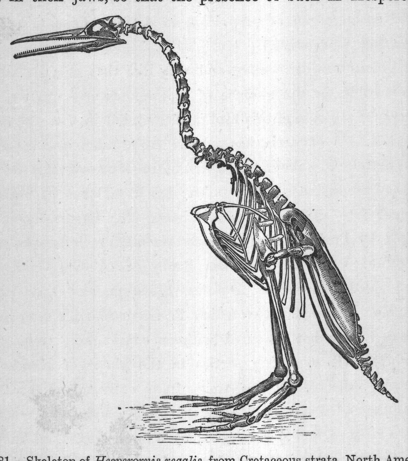 FIG. 81. Skeleton of Hesperornis regalis, from Cretaceous strata, North America.