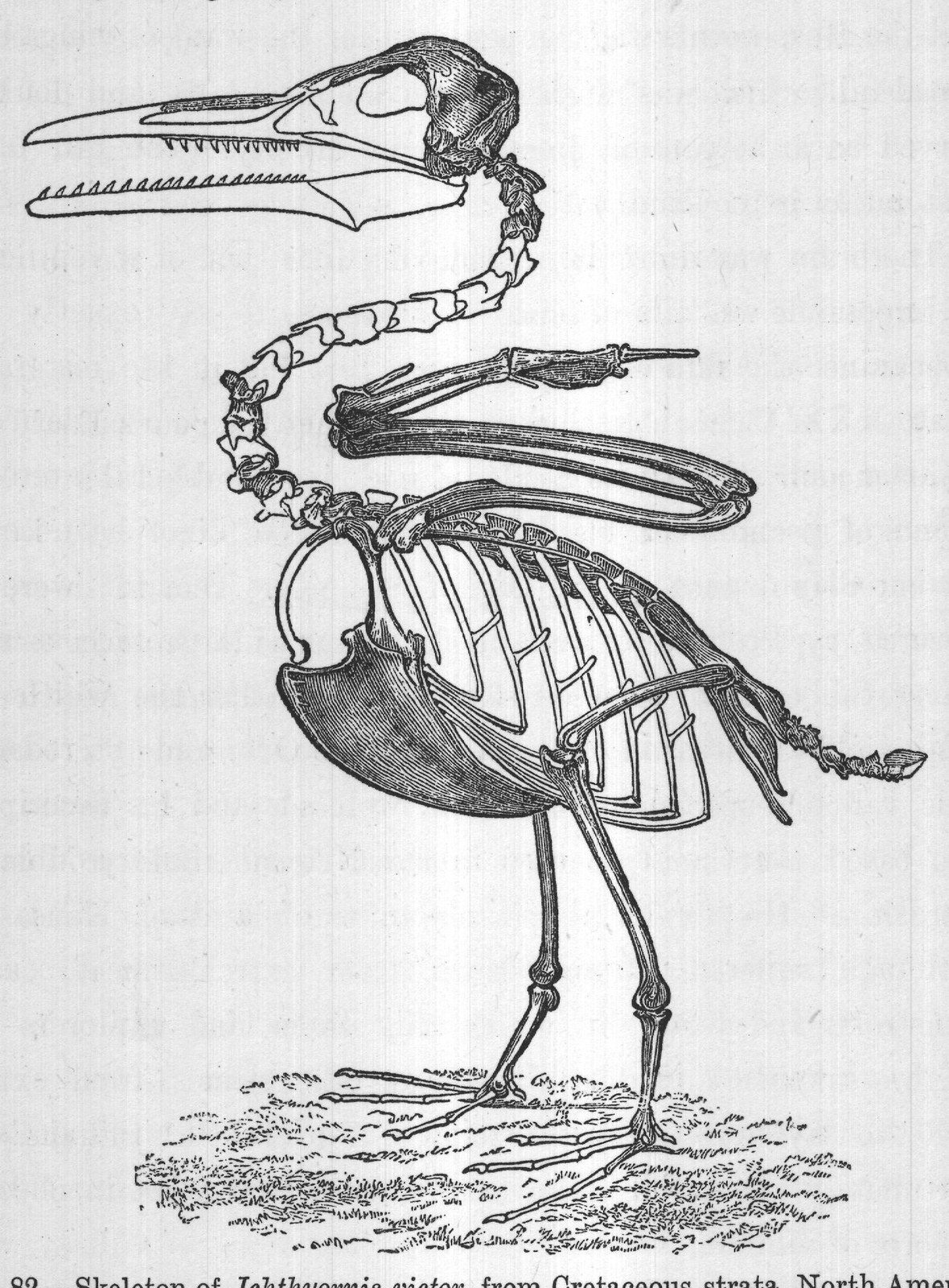 FIG. 82. Skeleton of Ichthyornis victor, from Cretaceous strata, North America.