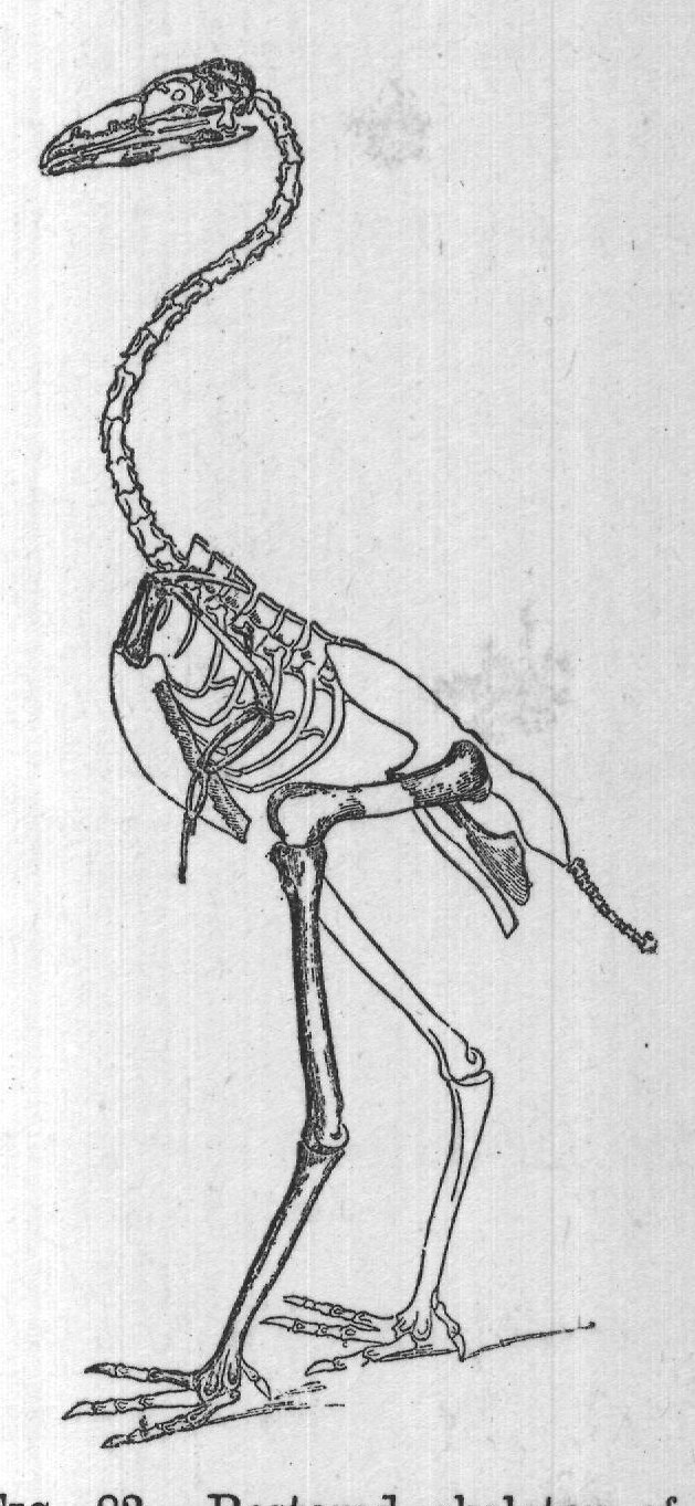 FIG. 83. Restored skeleton of
