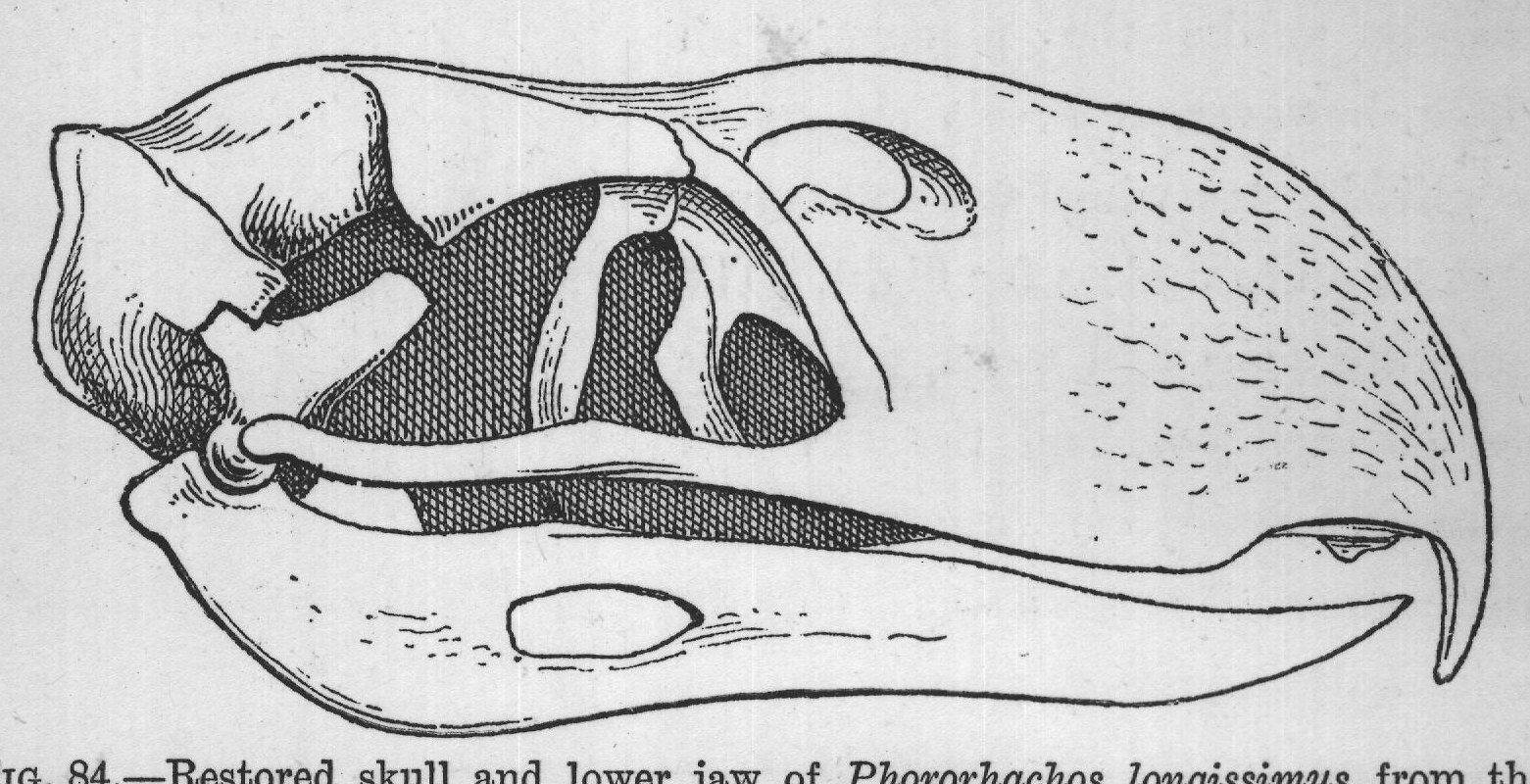 FIG. 84. Restored skull and lower jaw of Phororhachos longissimus, from the