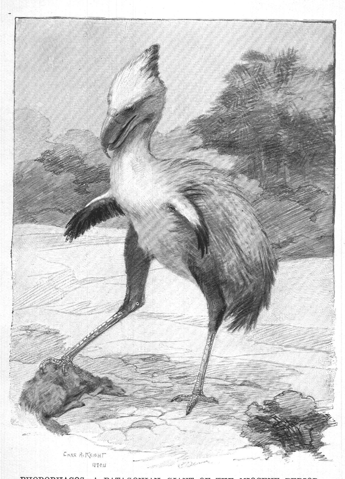 PHORORHACOS, A PATAGONIAN GIANT OF THE MIOCENE PERIOD.
