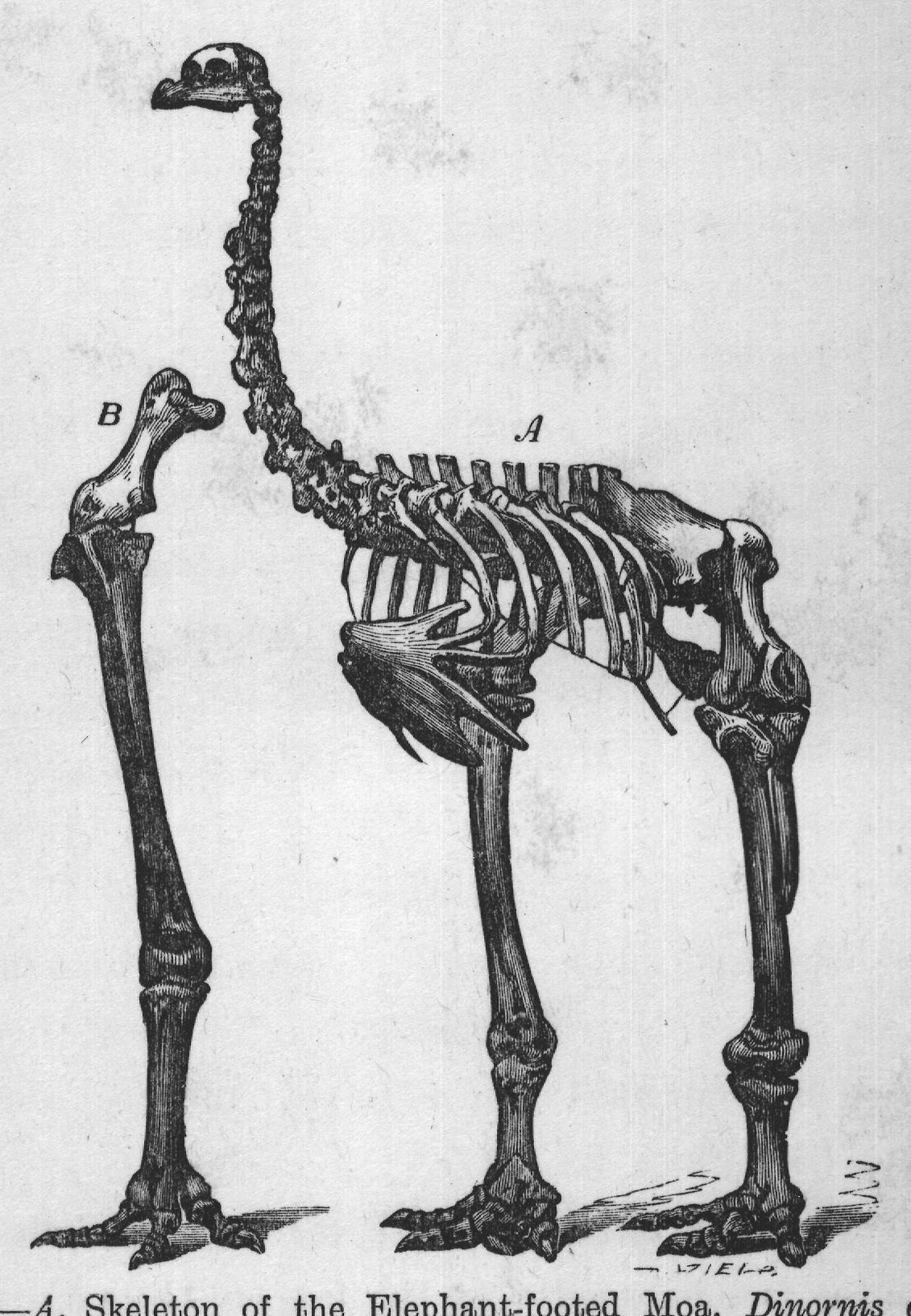 Ancient Birds: Dinornis — from Extinct Monsters and Creatures of Other Days (1900)