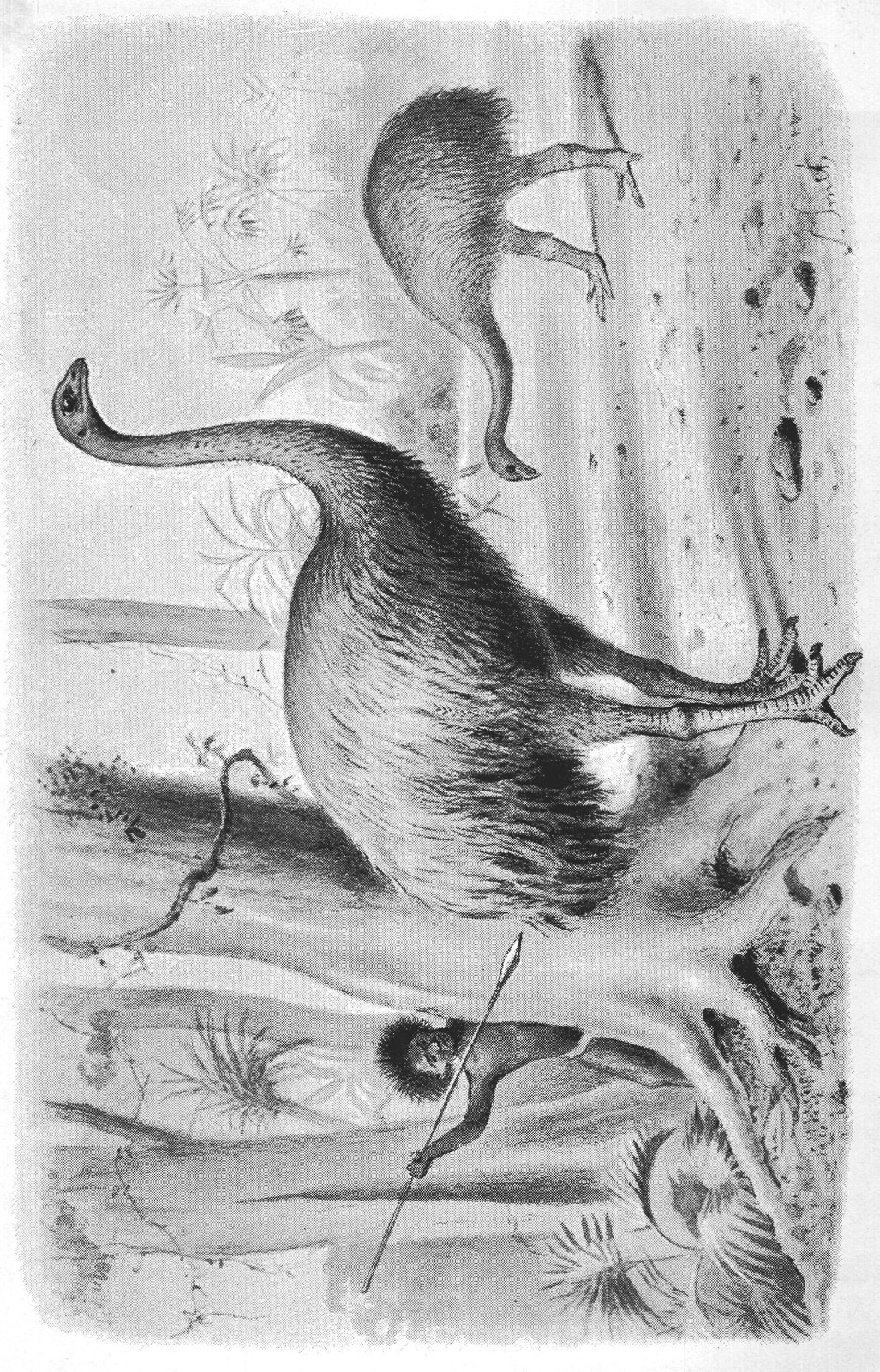 Ancient Birds: Dinornis — from Extinct Monsters and Creatures of Other Days (1900)