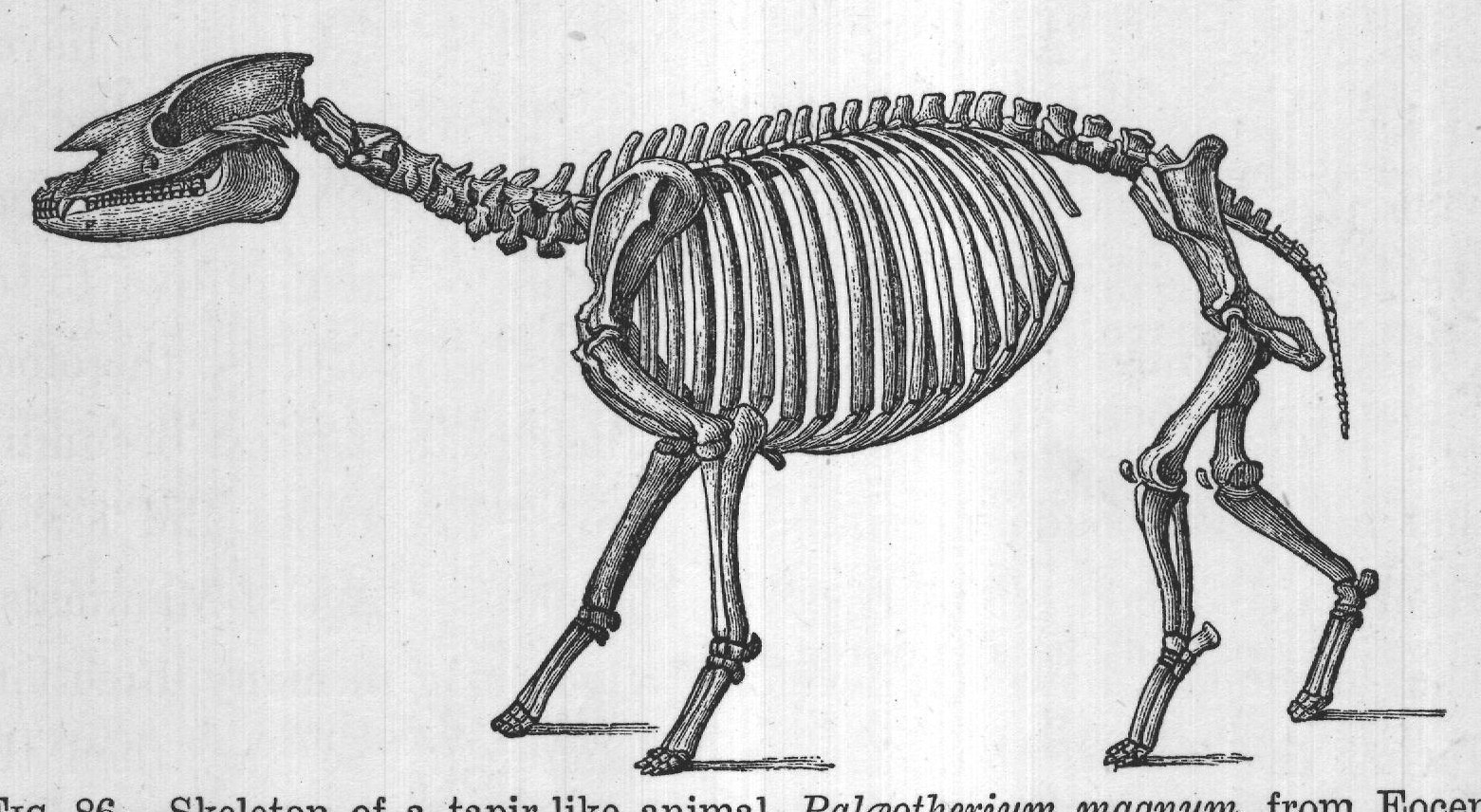 FIG. 86. Skeleton of a tapir-like animal, Palæotherium magnum, from Eocene