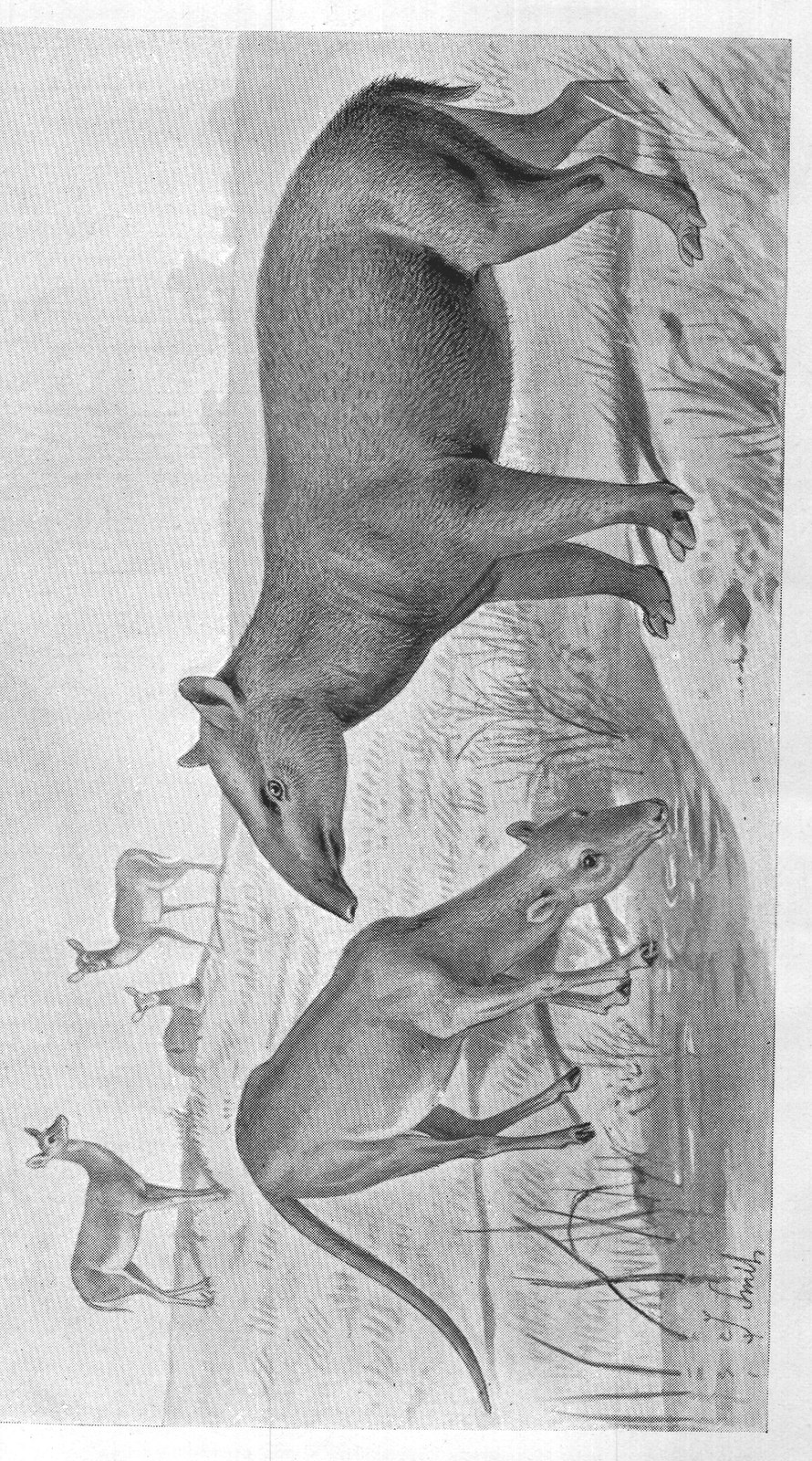 TAPIR-LIKE ANIMALS. EOCENE PERIOD. EUROPE.