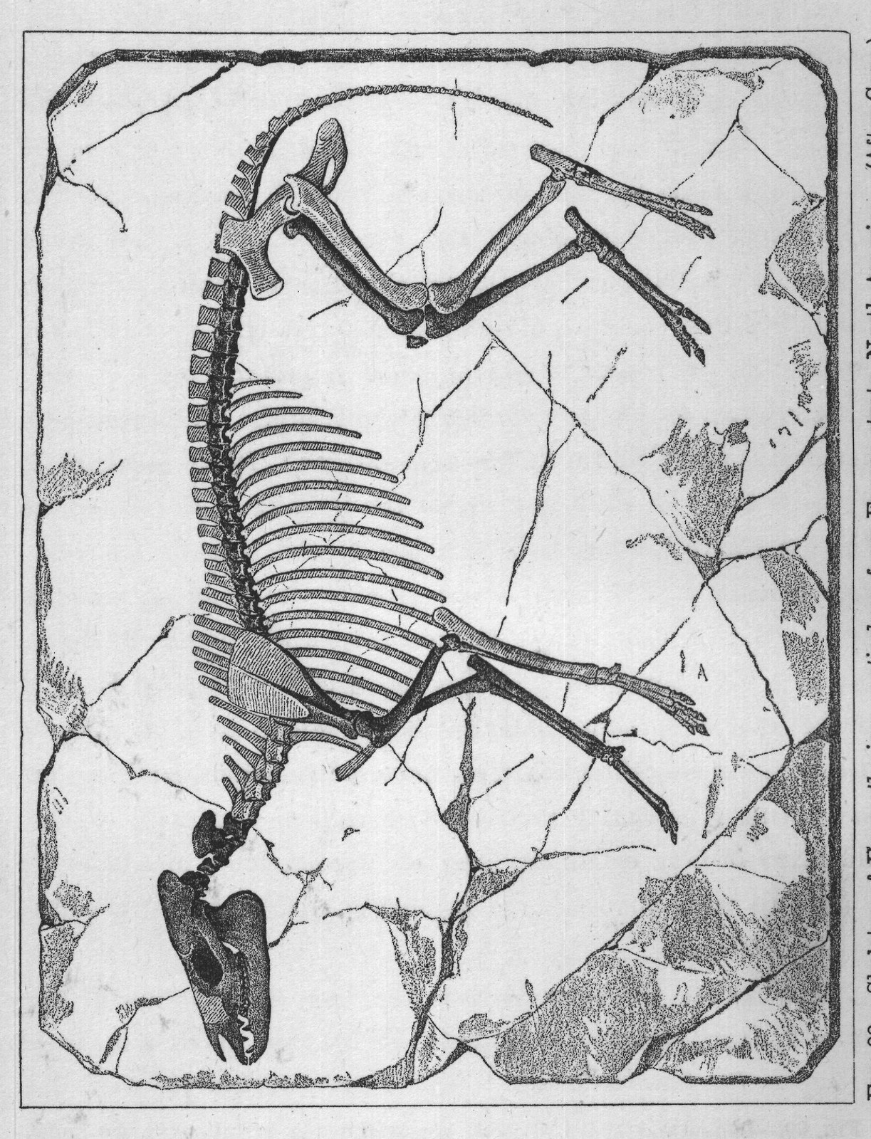 known as Protorohippus. Its skull and forefoot are shown in