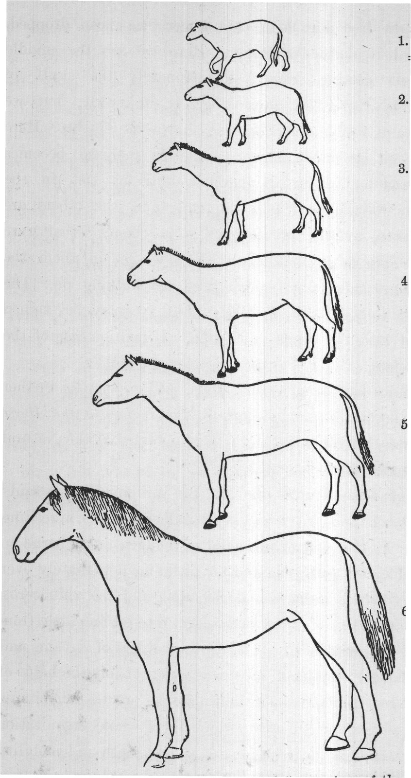 FIG. 90. The Evolution of the horse. 1-5, ancestors of the horse restored in