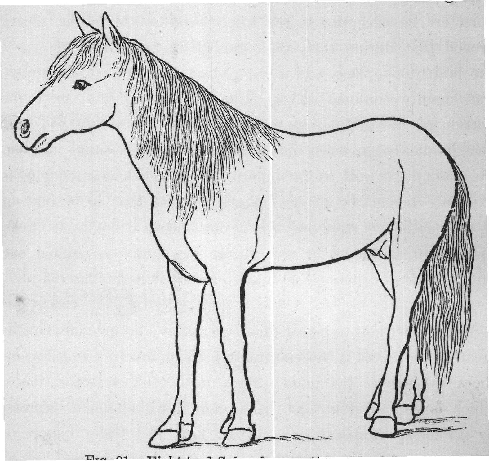 FIG. 91.-Eight-toed Cuban horse. (After Marsh.)