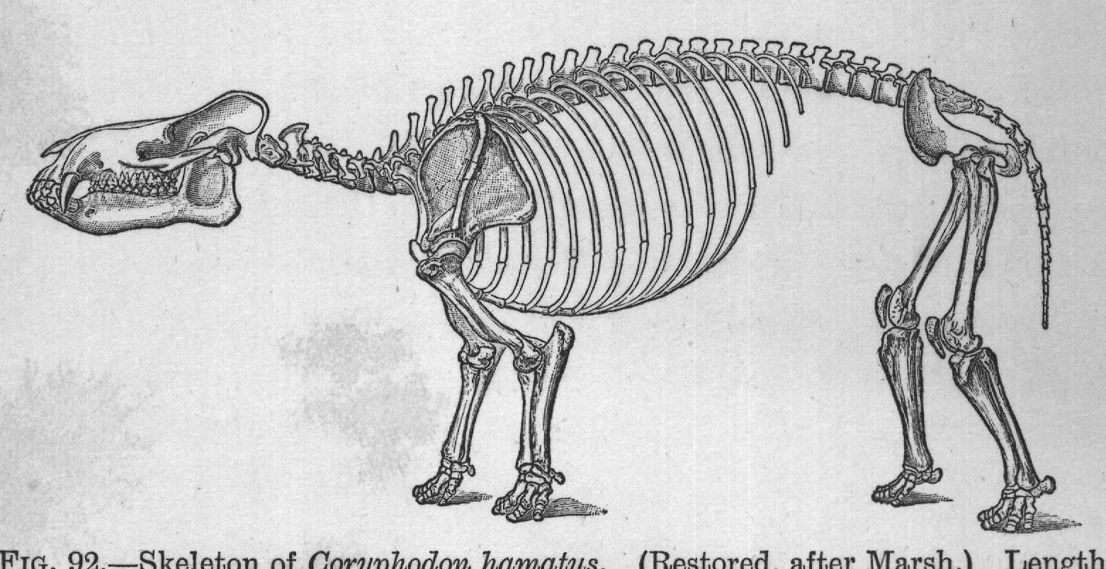 FIG. 92. Skeleton of Coryphodon hamatus. (Restored, after Marsh.) Length
