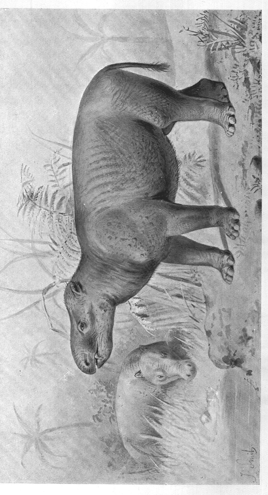 Some Early Mammals and the Story of the Horse: Owen — from Extinct Monsters and Creatures of Other Days (1900)