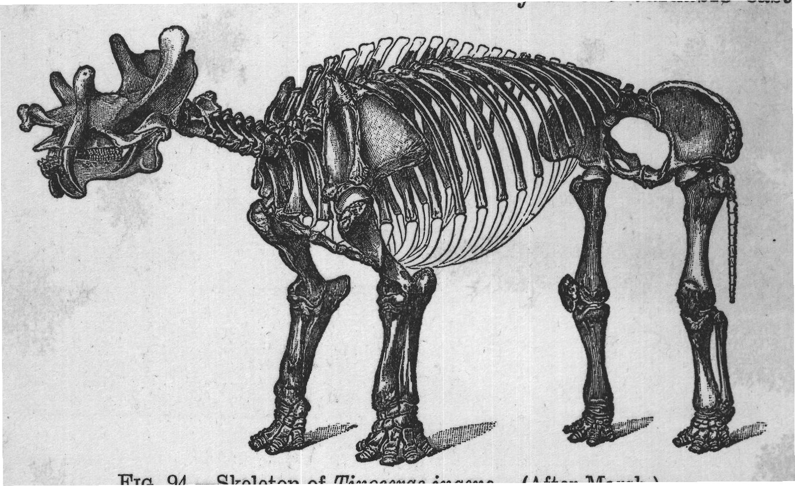 FIG. 94. Skeleton of Tinoceras ingens. (After Marsh.)